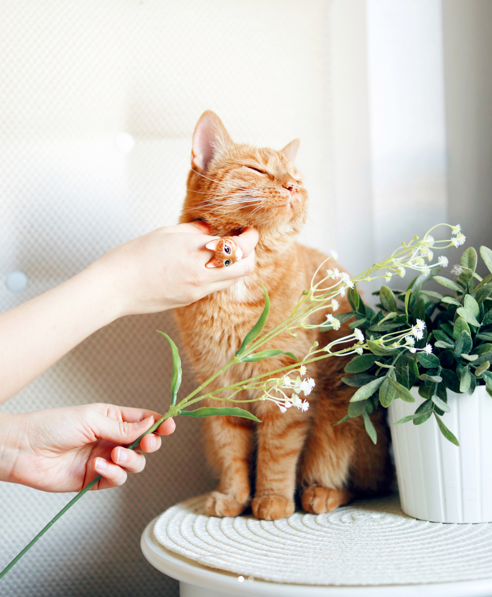 A hand wearing an orange cat ring while petting an orange cat.