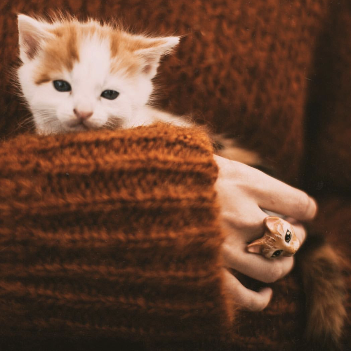 A cozy scene featuring a cat ring worn by a person holding a kitten.